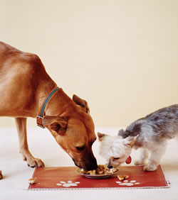 Come Paw-ty With Me: Dog Birthday - Menu (Dog Food) Come Paw-ty With Me: Dog Birthday - Menu (Dog Food)