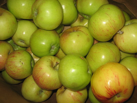 Battle Of The Just Picked Apples