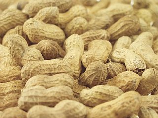 A Cure To Peanut Allergies?