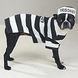 Do you dress up your pet for Halloween?