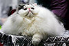 Pet Peeves: C'mere, Kitty!