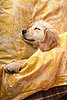 Where Does Your Pet Sleep? 