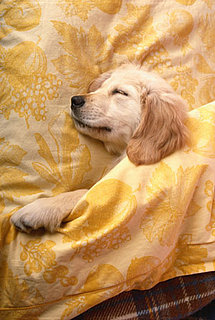Where Does Your Pet Sleep? 