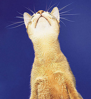 Bare Bones: Kitty Litter Types