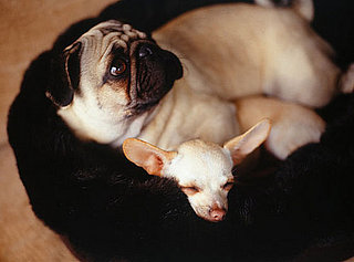 Come PetMarking with Me: Snuggly Beds