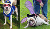 Is it Halloween Costume Time for Your Pet?