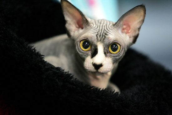 Guess What Cat?