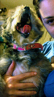 Pet of the Week: Tulip