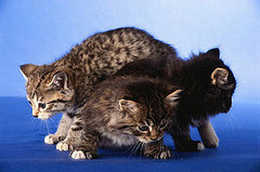 To the Rescue: Choosing a Shelter Cat To the Rescue: Choosing a Shelter Cat