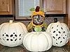 More Pictures of Pets in Costumes!