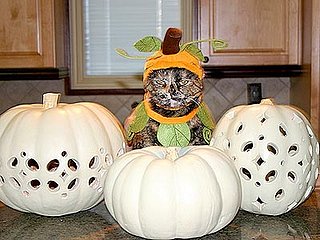 More Pictures of Pets in Costumes!