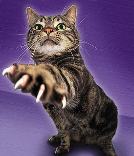 To Declaw or Not Declaw?