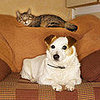You're Not Home and Your Pet Is...? 
