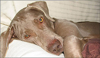What's Your Take: Did Heather Mills Kill a Dog?