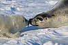Creature Features: Seal or Sea Lion?