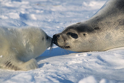 Creature Features: Seal or Sea Lion?