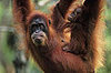Orangutan Island Premieres Tonight!