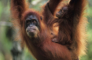 Orangutan Island Premieres Tonight!