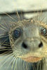 Out and About: Rhode Island's Seal Watch Tours