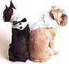 Including a Pet in Your Wedding Ceremony?