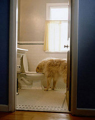 Pet-Proofing Your Home: Bathroom