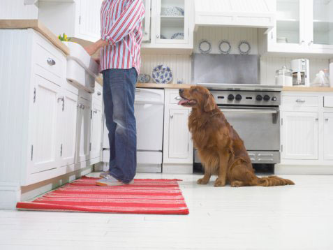 Research Investigates Psychic Powers of Pooches!