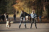 Busy Bees: Dogs Across America
