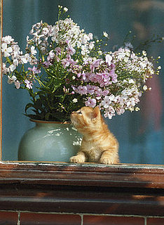 Pet Peeves: Kitty Eats My Plants!