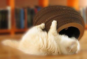 Pet Present Extravaganza: Kitty Can Scratch!