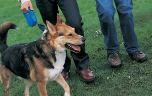 Get Physical: Walk Dogs at a Local Animal Shelter