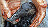 In the Wild: Surf Scoters