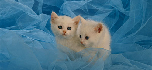 Play "Which Pet Is Cuter?"... and Win!