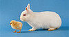 Play "Which Pet Is Cuter?"... and Win!