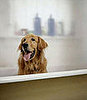 Rub-a-Dub, Who Does Puppy Like in the Tub?