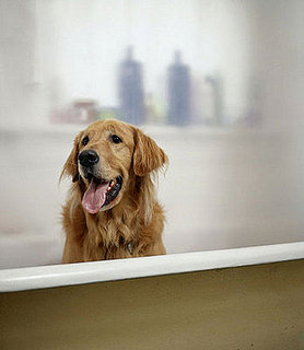 Rub-a-Dub, Who Does Puppy Like in the Tub?