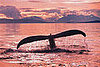 Vote for your favorite whale name at Greenpeace.