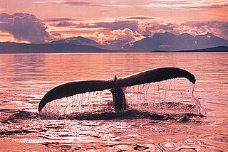 Vote for your favorite whale name at Greenpeace.