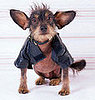 Do Pets Share Your Personal Style?