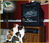 The Scoop: Let Kitty Retire at Palm Meow