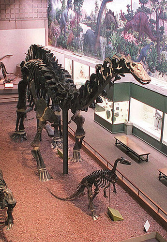 Out and About: Connecticut's Peabody Museum 