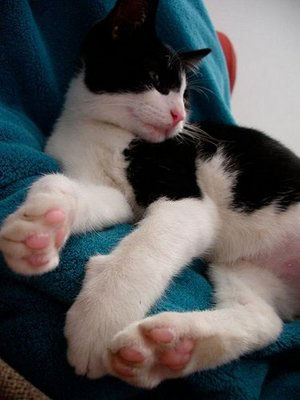 Help Solve a Kitty's Litterbox Problem!