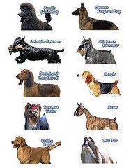 Most Popular Dog Breed in the US?