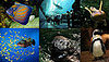 Out and About: Georgia's Georgia Aquarium