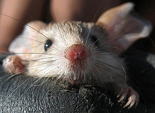In the Wild: Jerboa