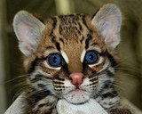 Guess What Species?
