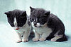 These Pets Are So Cute . . . Can You Pick a Fave?