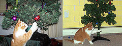 Frankie: Pet of the Week Frankie: Pet of the Week