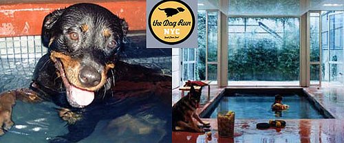 Out and About: New York's The Dog Run NYC