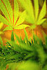 Hot Button: Legalize Marijuana?