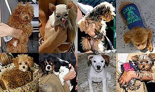 Sugar Shout Out: Celebrity Puppy Love